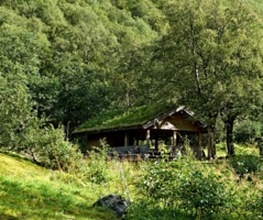 В норвежском лесу