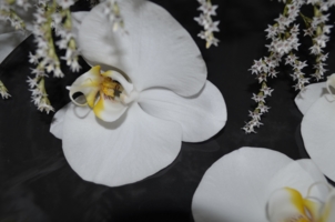 Цветок орхидеи 