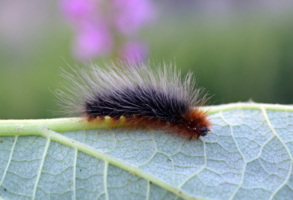 caterpillar