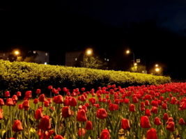 Ночь тюльпанов