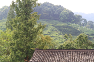 На чайной плантации в Китае