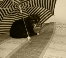 Под зонтом кошкин дом.