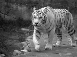 Белый тигр.
