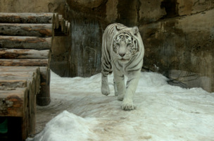 Белый тигр. Московский зоопарк