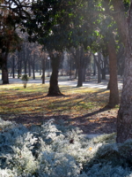 утренние тени в парке