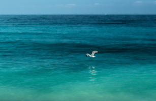 Альбатрос над гладью моря