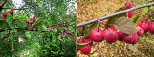 Весна и осень одной яблони