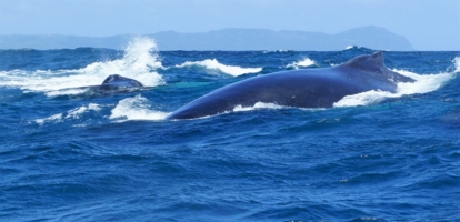 Китовый плюх