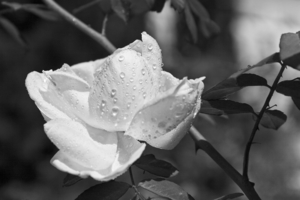 Сон белой розы