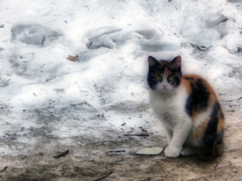 Зимняя кошка