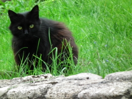 Чёрный кот - значит повезёт