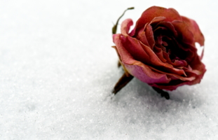 снежная роза