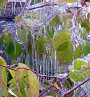 Ледяные листья