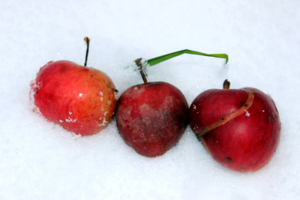яблоки на снегу