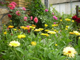Цветы в моём саду...