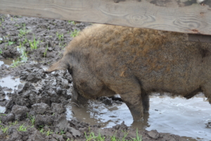 Свинья грязи найдёт