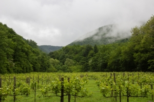 Виноградник в горах