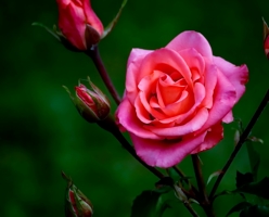 Розовая роза...