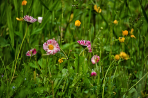 Маргаритки - цветы полевые