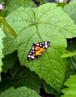 Бабочка в саду