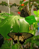 В музее бабочек