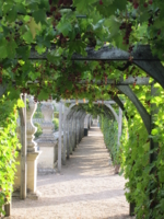 виноградная арка