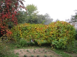 Виноград в октябре