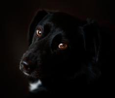 Портрет Собаки
