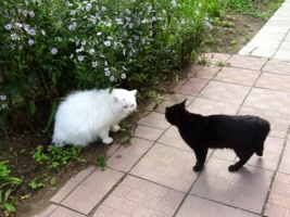 Красавица и черный кот