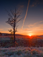 Одинокое дерево морозным утром