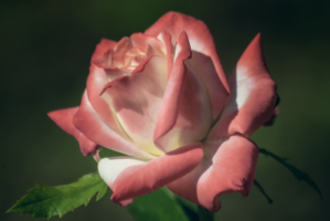 "Портрет" розы