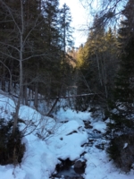 зима в лесу