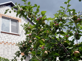 Яблонька в моём саду