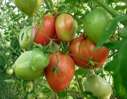 Зреют помидоры