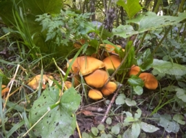 Осенние грибы 