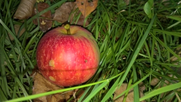 Яблоко в траве
