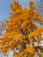 Осенний клён