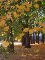 Листья желтые 