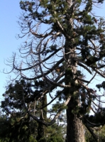 Мамонтово дерево