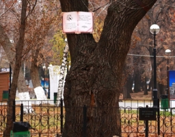 Дерево из сказок Пушкина
