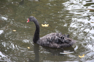 черный лебедь на пруду