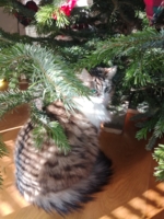 кошка и елка