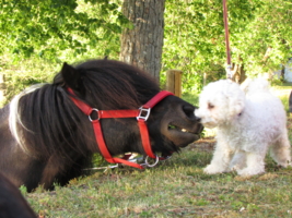 Конь и Моська
