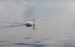 Глядь — поверх текучих вод Лебедь белая плывет.
