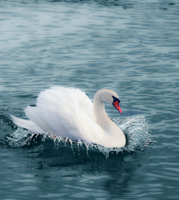 Глядь_поверх текущих вод /   Лебедь белая плывет.