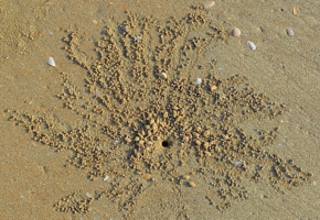 Норка на песке.