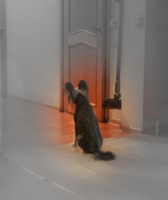 Собака у двери в коридор.