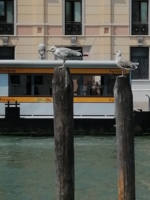 венеция 11