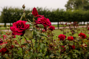 В Петергофе цветут розы
