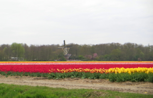 Голландские тюльпаны.
